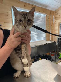 Nimble -  Domestic Short Hair and Siamese Cat for Adoption in Cumming, Georgia - Nimble | PetCurious