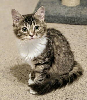 Rescue Tabby and Domestic Medium Hair Cats for Adoption in Garner, North Carolina - Cici | PetCurious