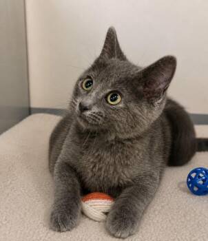 SCOOP -  Domestic Short Hair Cat for Adoption - SCOOP | PetCurious