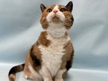 Lucky -  Domestic Short Hair Cat for Adoption in Minneapolis, Minnesota - Lucky | PetCurious