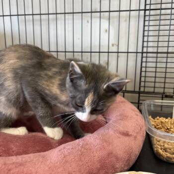 Sushi -  Domestic Medium Hair Cat for Adoption in Webster, Texas - Sushi | PetCurious