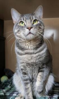 Rescue Domestic Short Hair Cats for Adoption in Bisbee, Arizona - Cricket | PetCurious