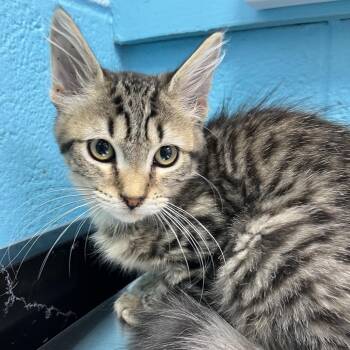 Pat -  Domestic Long Hair Cat for Adoption in Philadelphia, Pennsylvania - Pat | PetCurious