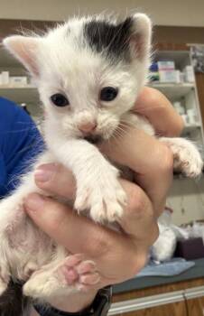 Pawticia -  Domestic Short Hair Cat for Adoption in Gainesville, Florida - Pawticia | PetCurious