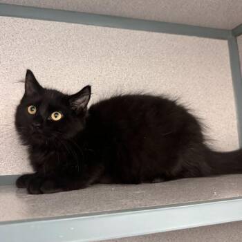 Harry -  Domestic Medium Hair Cat for Adoption in Waterloo, Iowa - Harry | PetCurious