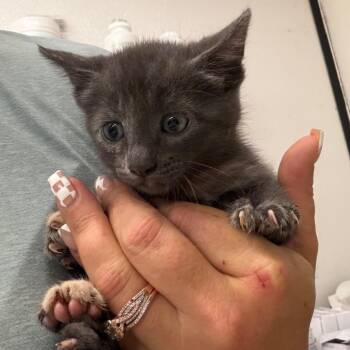 Domestic Short Hair Cats Available for Adoption in Lake Jackson, Texas - Pippa | PetCurious