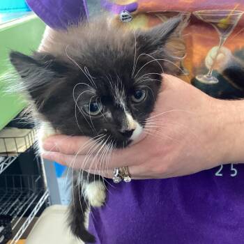 Sally -  Domestic Medium Hair Cat for Adoption in Montgomery, Alabama - Sally | PetCurious