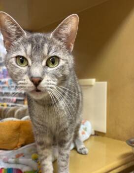 Domestic Short Hair Cats Available for Adoption - Rem | PetCurious
