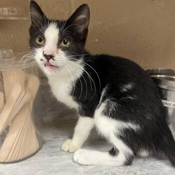 Whitney -  Domestic Short Hair Cat for Adoption in Lewisburg, West Virginia - Whitney | PetCurious