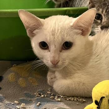 Maisie 7620 -  Domestic Short Hair Cat for Adoption in Boca Raton, Florida - Maisie 7620 | PetCurious
