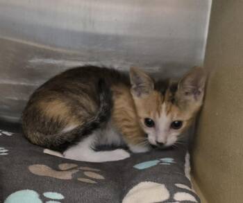 Doja -  Domestic Short Hair Cat for Adoption in Ruskin, Florida - Doja | PetCurious