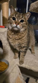 Rescue Domestic Short Hair Cats for Adoption in Walled Lake, Michigan - Edie | PetCurious