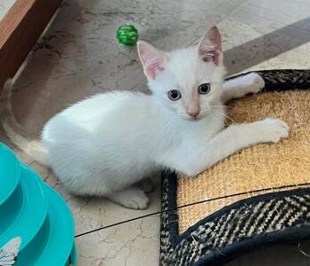 Harry -  Domestic Short Hair Cat for Adoption in West Palm Beach, Florida - Harry | PetCurious