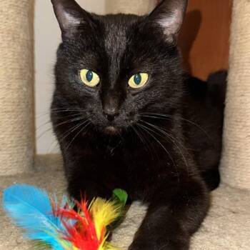 COCOA -  Domestic Short Hair Cat for Adoption in Kent, Washington - COCOA | PetCurious