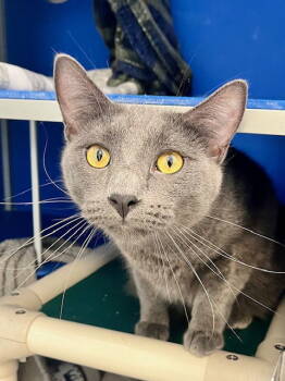 Rescue Domestic Short Hair Cats for Adoption in Webster, Wisconsin - Lloyd | PetCurious