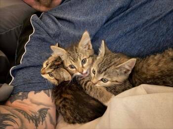 Domestic Short Hair and Tabby Cats Available for Adoption in Evergreen, Colorado - Pluto | PetCurious