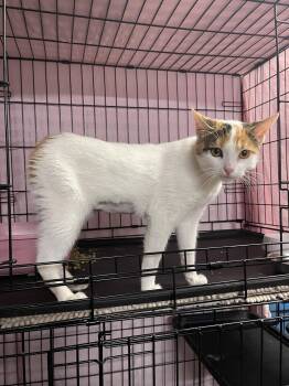 Molly the Manx -  Domestic Short Hair and Calico Cat for Adoption in Walnut Creek, California - Molly The Manx | PetCurious