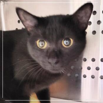 Fiona -  Domestic Short Hair Cat for Adoption in Dearborn, Michigan - Fiona | PetCurious