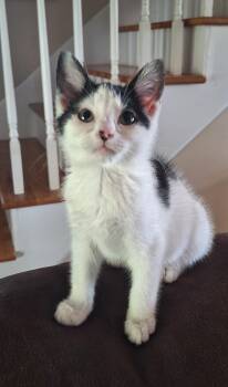 Daisy -  Domestic Short Hair Cat for Adoption in Stanton, Kentucky - Daisy | PetCurious