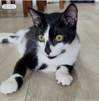 Rescue Domestic Short Hair Cats for Adoption in Port Orange, Florida - Ocean (Video) So Playful ) | PetCurious