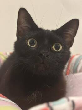 Mama Sophia -  Domestic Short Hair Cat Available for Adoption in Oceanside, California - Mama Sophia | PetCurious