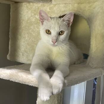 Rosemary -  Domestic Short Hair Cat for Adoption in Mckenzie, Tennessee - Rosemary | PetCurious