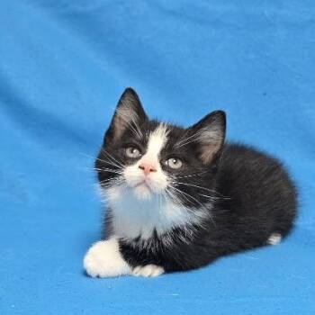 Brantley -  Domestic Short Hair Cat for Adoption in Waterloo, Iowa - Brantley | PetCurious