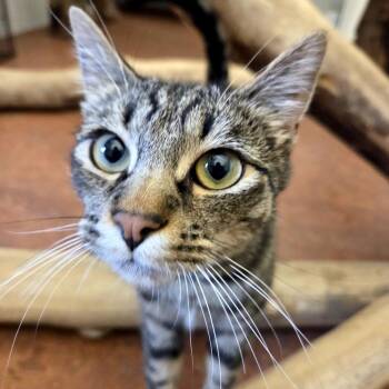 Domestic Short Hair Cats Available for Adoption in Glenwood Springs, Colorado - Steve | PetCurious