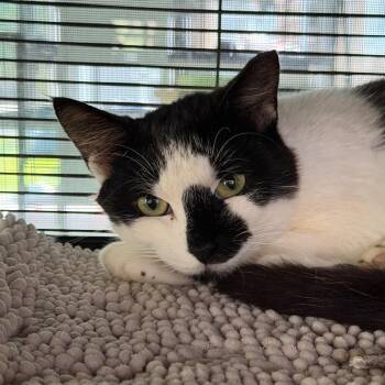 Baby -  Domestic Short Hair Cat for Adoption in Hampton Bays, New York - Baby | PetCurious