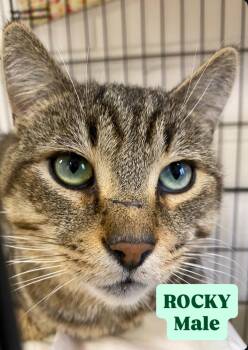 Rescue Domestic Short Hair Cats for Adoption in Cannington, Ontario - Rocky | PetCurious
