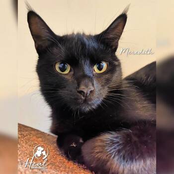 Meredith -  Domestic Short Hair Cat for Adoption in Youngwood, Pennsylvania - Meredith | PetCurious