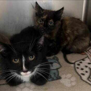 Trousers -  Domestic Short Hair Cat for Adoption in Redwood City, California - Trousers | PetCurious