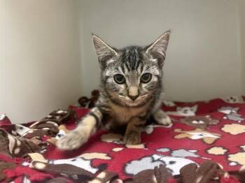 CHENILLE -  Domestic Short Hair Cat for Adoption in Mckinleyville, California - CHENILLE | PetCurious