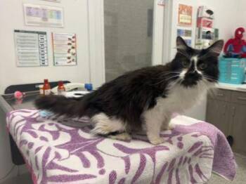 Krampus -  Domestic Short Hair Cat for Adoption in Kansas City, Missouri - Krampus | PetCurious