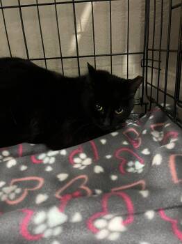 Domestic Medium Hair Cats Available for Adoption in Walnut Creek, California - Moana | PetCurious