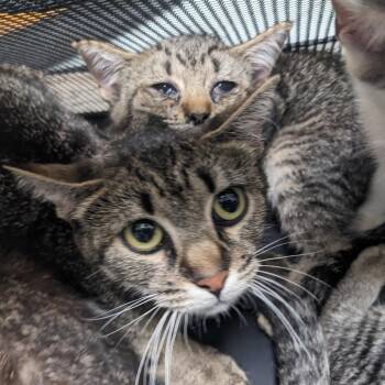 Zodiac -  Domestic Short Hair Cat for Adoption in Philadelphia, Pennsylvania - Zodiac | PetCurious