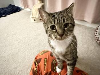 Rescue Domestic Short Hair Cats for Adoption in Elkton, Maryland - Shoyu | PetCurious