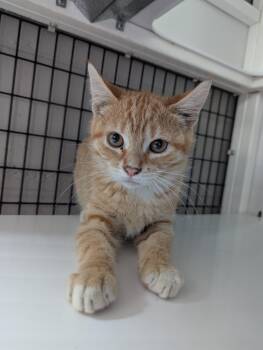 Hazy -  Domestic Short Hair Cat for Adoption in Oconto, Wisconsin - Hazy | PetCurious
