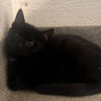 Toaster -  Domestic Short Hair Cat for Adoption in Rocky Mount, Virginia - Toaster | PetCurious