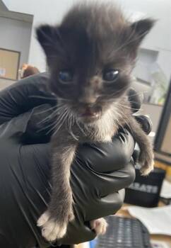 CURLY -  Domestic Short Hair Cat for Adoption in Dallas, Texas - CURLY | PetCurious