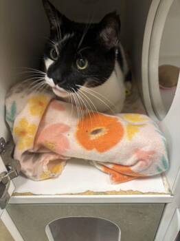 Domestic Short Hair Cats Available for Adoption - Bronx | PetCurious