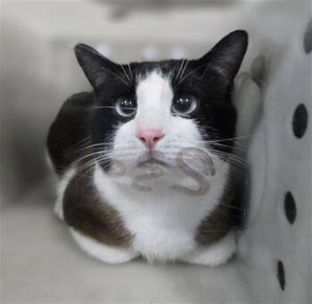 Domestic Short Hair Cats Available for Adoption in Dallas, Texas - ROCO | PetCurious
