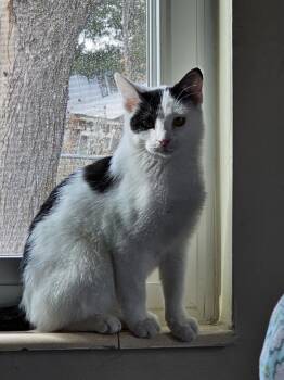 Rescue Domestic Short Hair Cats for Adoption in Brigham City, Utah - Felix | PetCurious