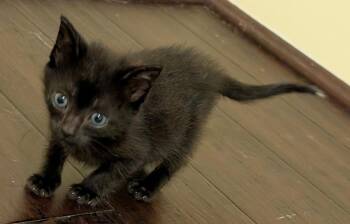 Tarzan -  Domestic Short Hair Cat for Adoption in Buford, Georgia - Tarzan | PetCurious