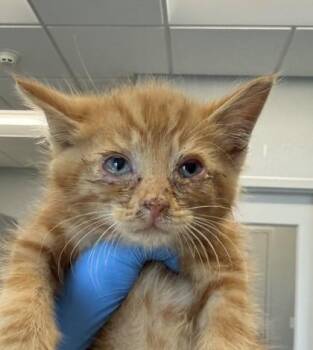 Marty (blue) -  Domestic Short Hair Cat for Adoption in Lafayette, Indiana - Marty (blue) | PetCurious