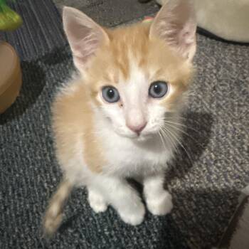 Jacks -  Domestic Short Hair and Tabby Cat for Adoption in Brentwood, California - Jacks | PetCurious