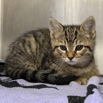 Scruggs (bonded w/ Buster) -  Domestic Short Hair Cat for Adoption in Oakland, California - Scruggs (bonded W/ Buster) | PetCurious