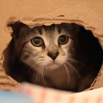 Ruby Roo -  Domestic Short Hair Cat for Adoption in Philadelphia, Pennsylvania - Ruby Roo | PetCurious