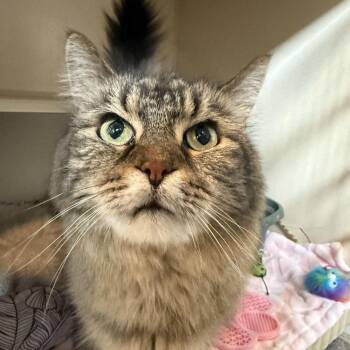 Monarch -  Domestic Medium Hair Cat for Adoption in Louisville, Kentucky - Monarch | PetCurious