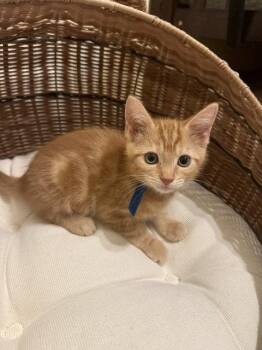 Simba (1638) -  Domestic Short Hair Cat for Adoption in Zephyrhills, Florida - Simba (1638) | PetCurious
